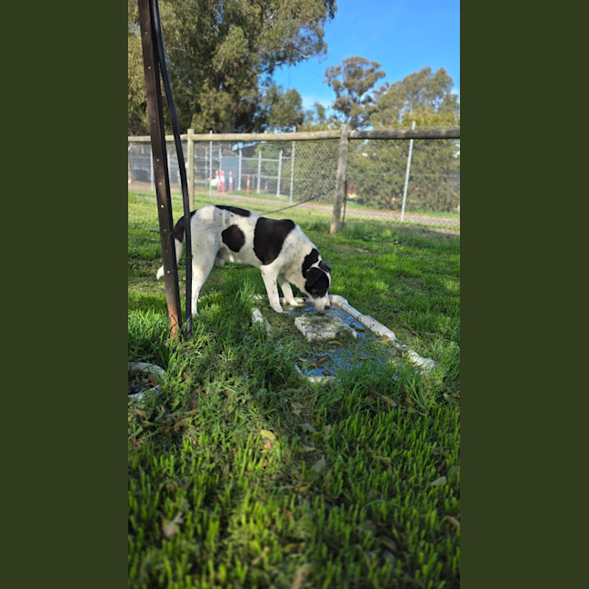 Photo of Tank