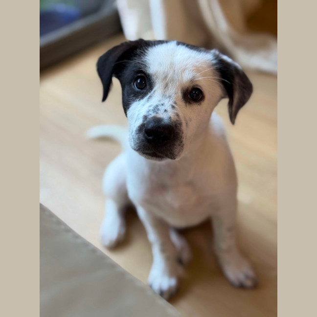 Photo of Ivy