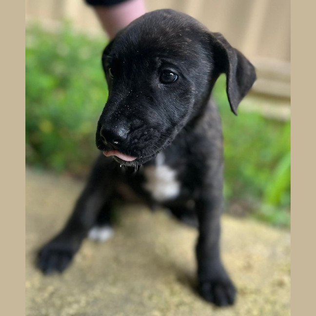 Photo of Dipper