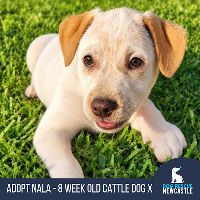 Photo of Nala   8 Week Old Cattle Dog X