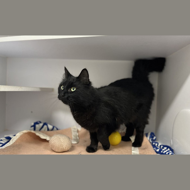 Photo of Minerva
