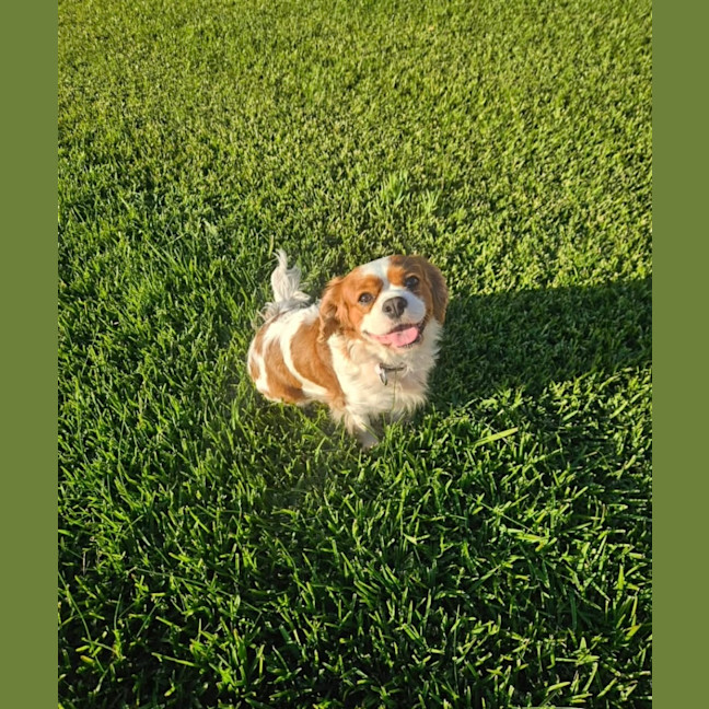 Photo of Elsa 