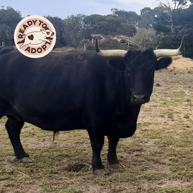 Photo of Limerick, Stamena & River