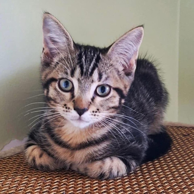 Photo of 11399   Diselle  