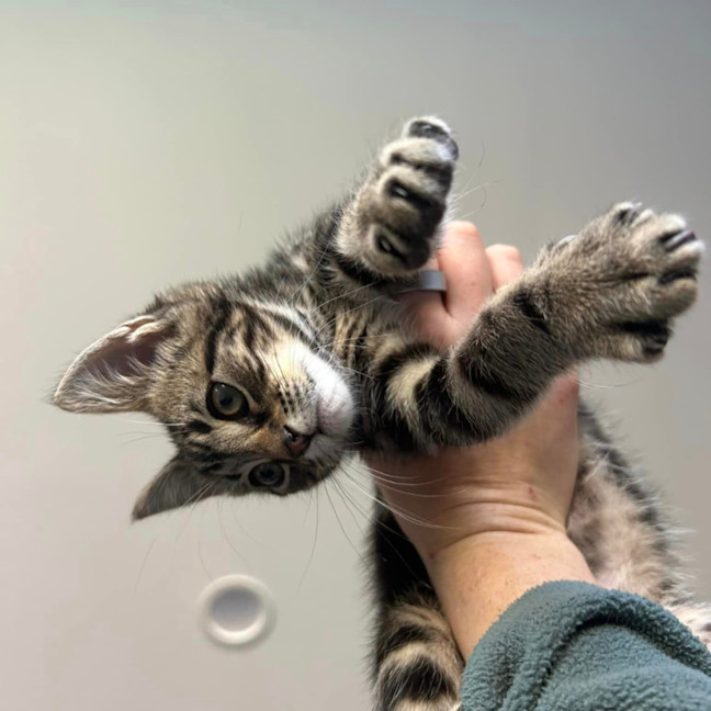 Photo of Hugo
