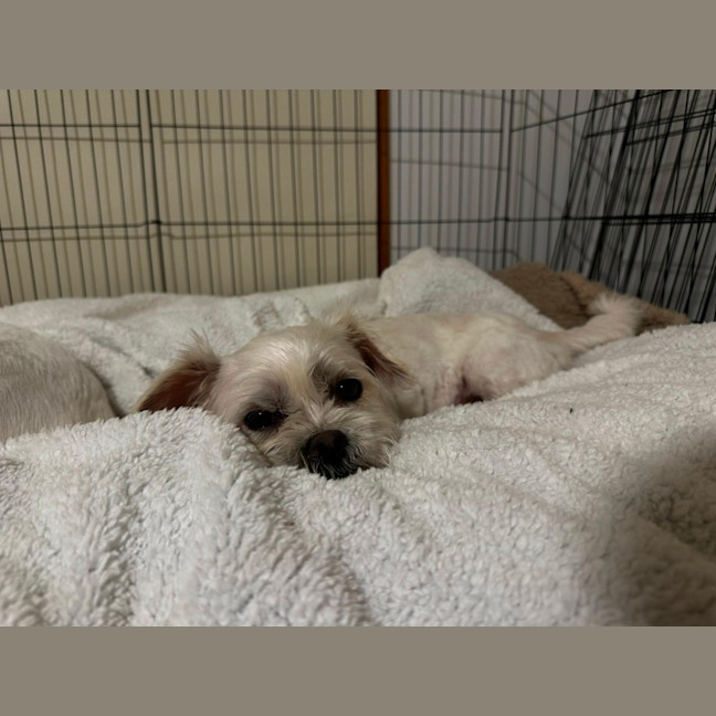 Photo of Gremlin