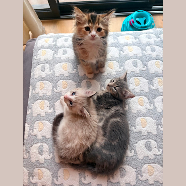 Photo of Milkshake & Matcha