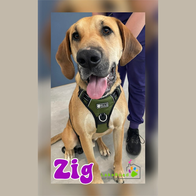 Photo of Zig