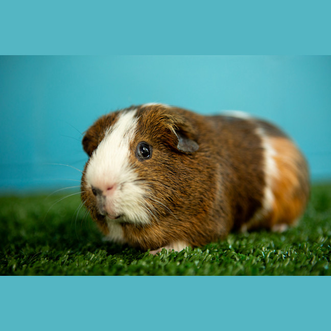 Photo of Bubbles