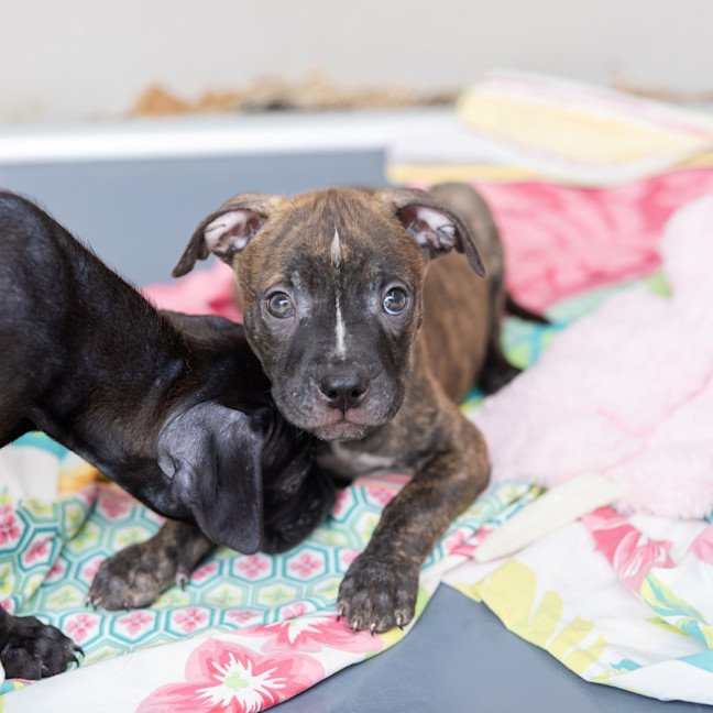 Photo of Lucky Charm