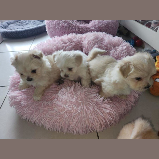 Photo of Millie's Pups   Shih Tzu X Maltese