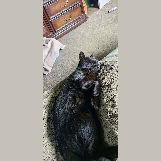Photo of Goose