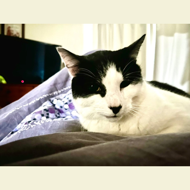 Photo of Owen *9 Lives Project Rescue*