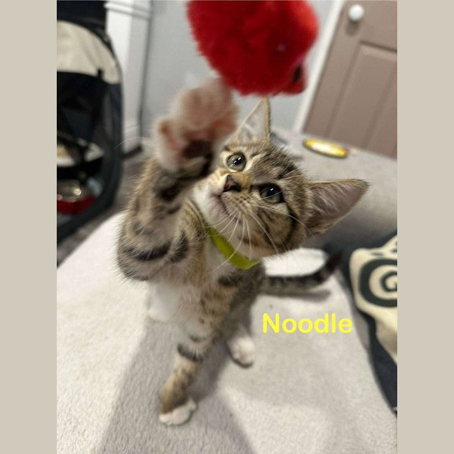 Photo of Noodles