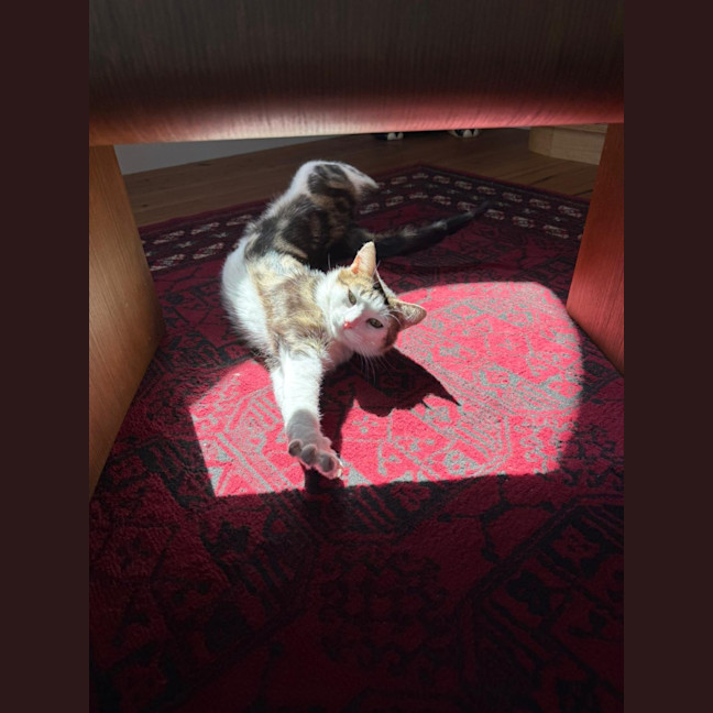 Photo of Elsie