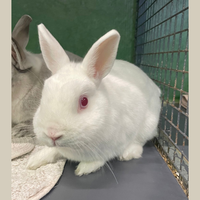 Photo of Cloudy (Bonded To Bonnie)