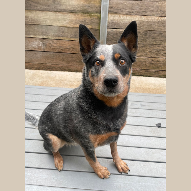Photo of Max