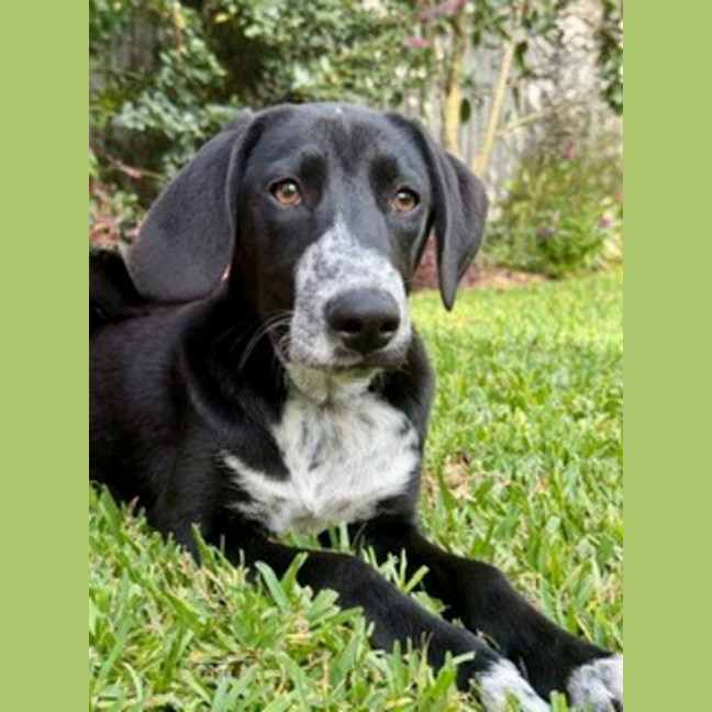 Photo of Cole   6 Month Old Dalmatian X Swiss Shepherd