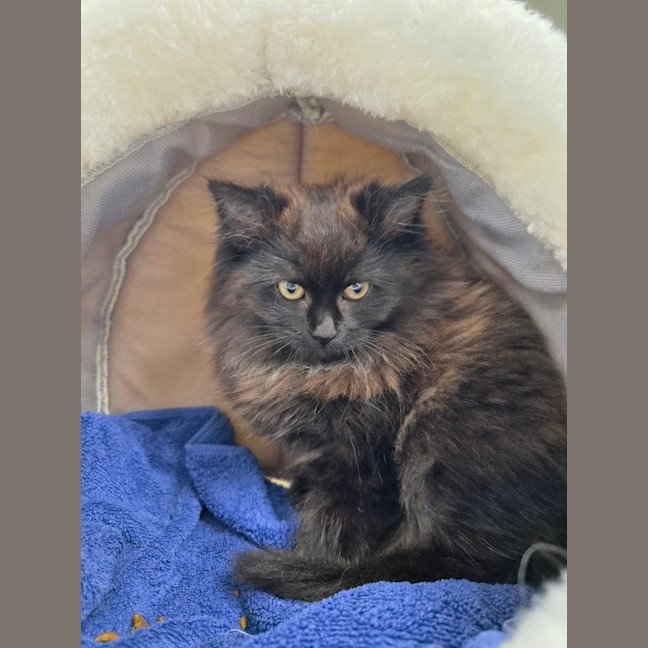 Photo of Buttons 