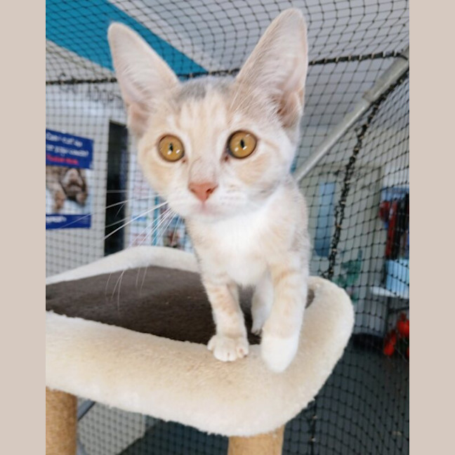 Photo of Flicker
