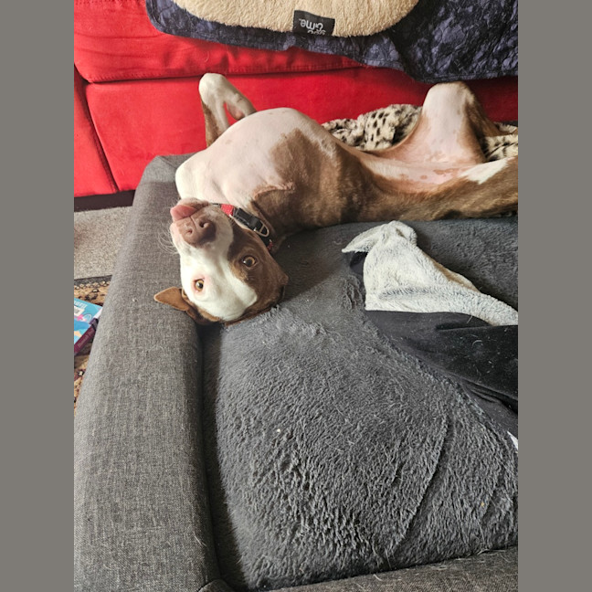 Photo of Stella 