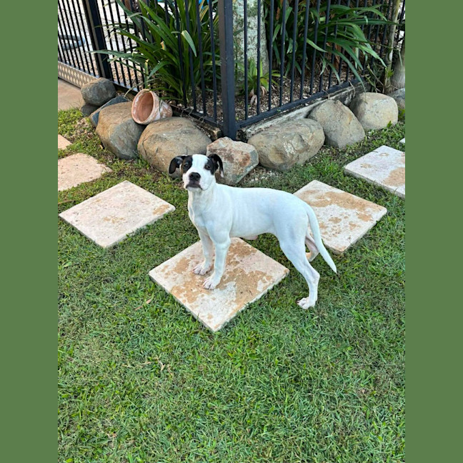 Photo of Lolly (P15)