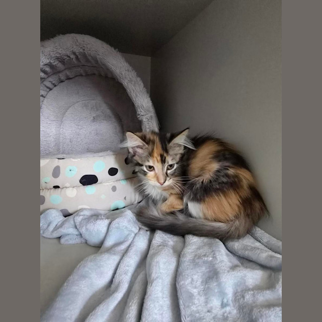 Photo of Tango *Available At Pet Stock Milperra*