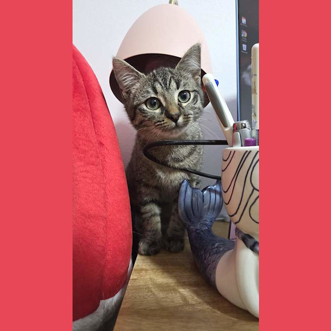 Photo of Fern