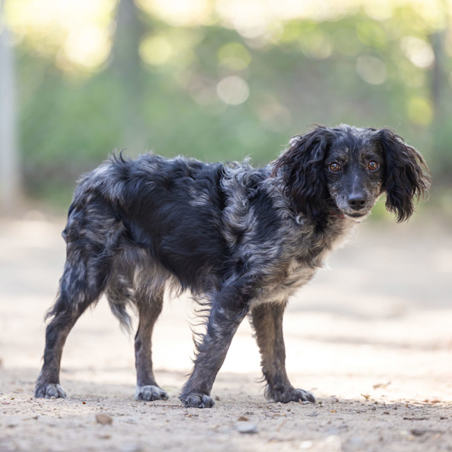Photo of Dixie
