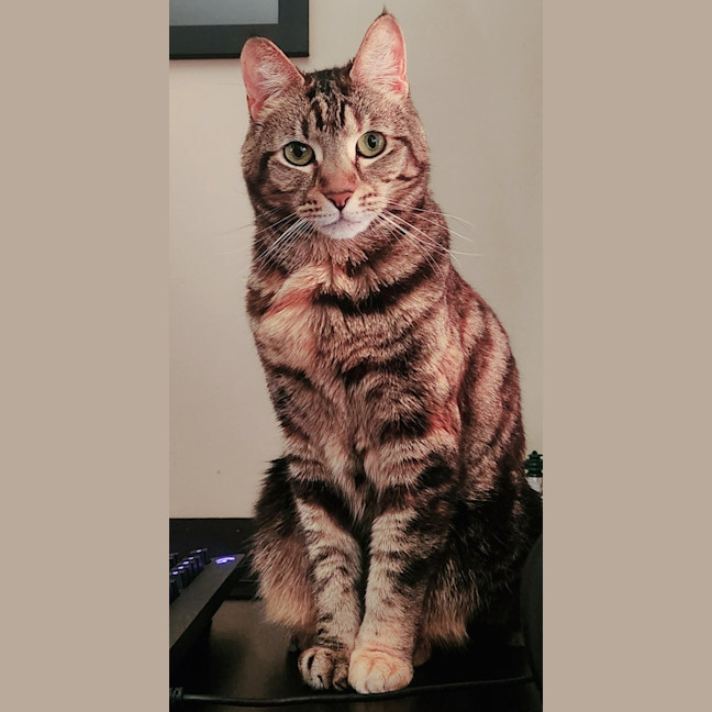 Photo of Twiglet ( Tilly )