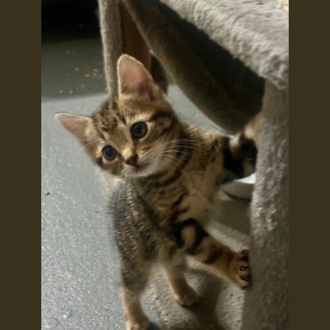 Photo of Kobe 💫💙