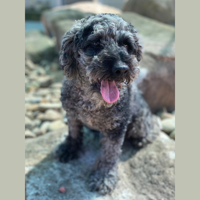 Photo of Cooper