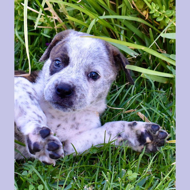 Photo of Sully