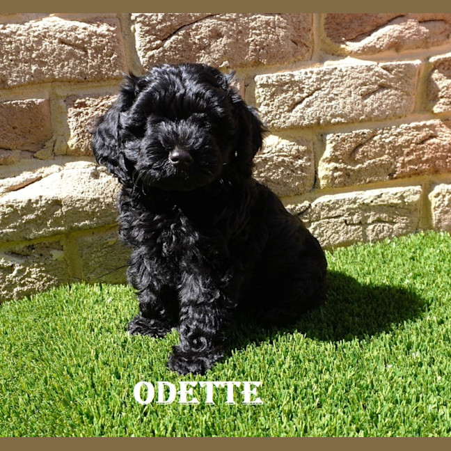 Photo of Odette