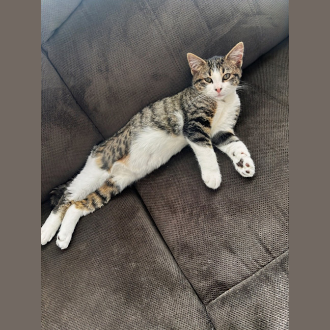 Photo of Muffin