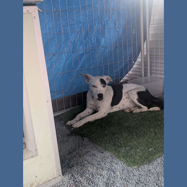 Photo of Luna (Lulu)