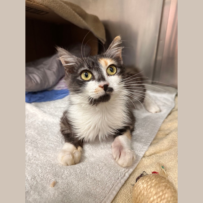 Photo of Delilah
