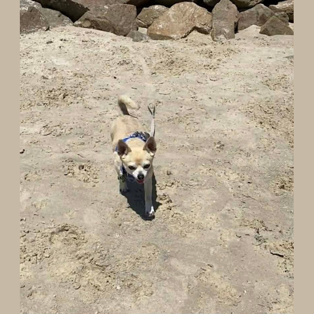 Photo of Taco