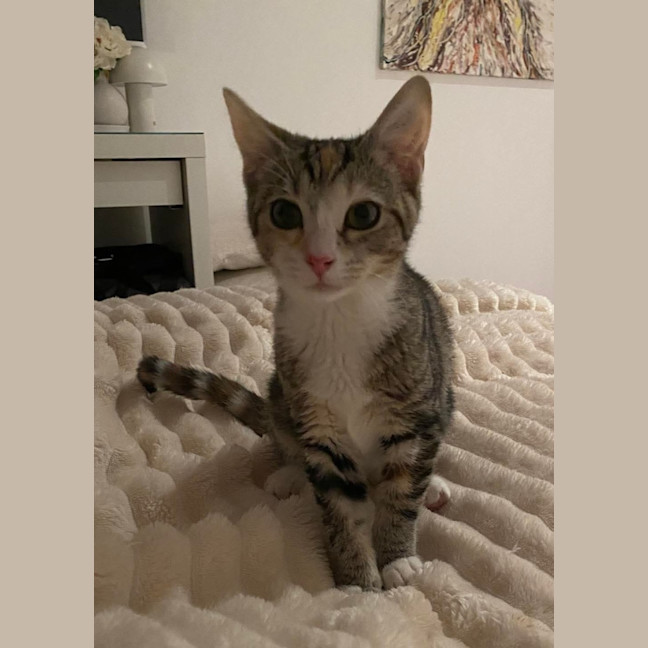 Photo of Tinkabell 
