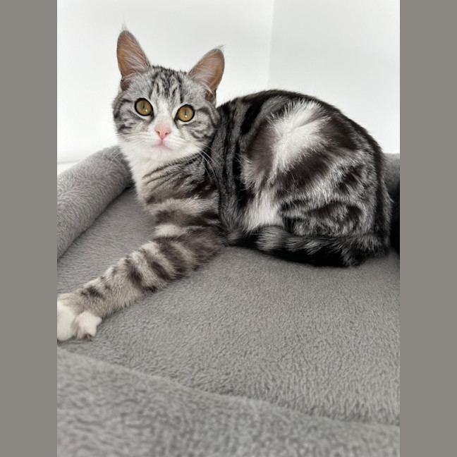 Photo of Remy