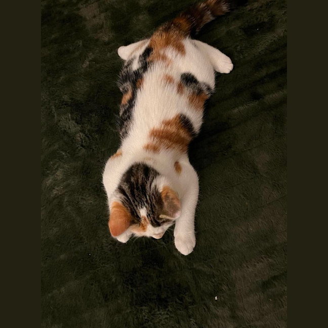 Photo of Callie