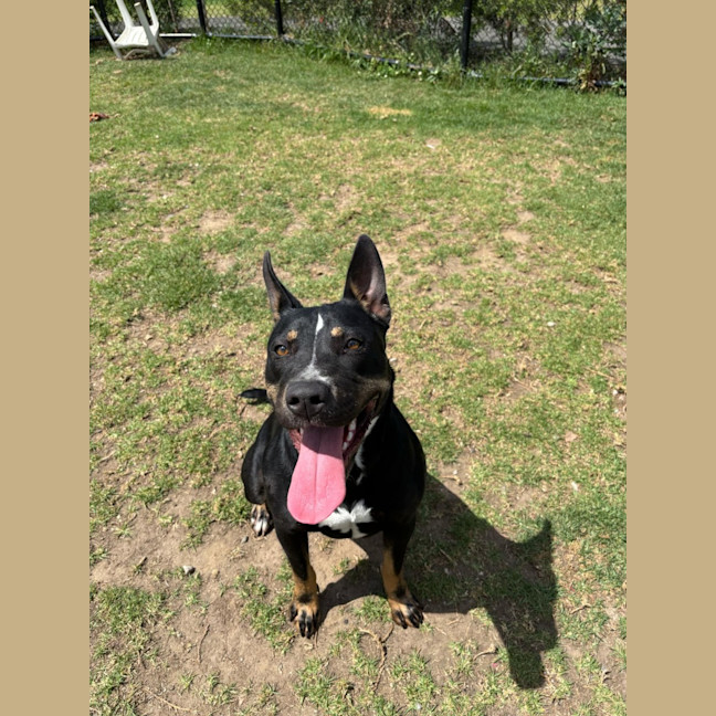 Photo of Rosie Imp 2050