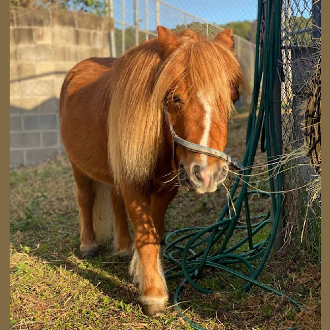 Photo of Rufus
