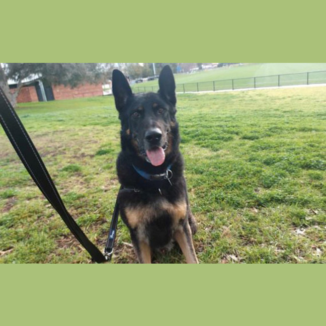Photo of Rex