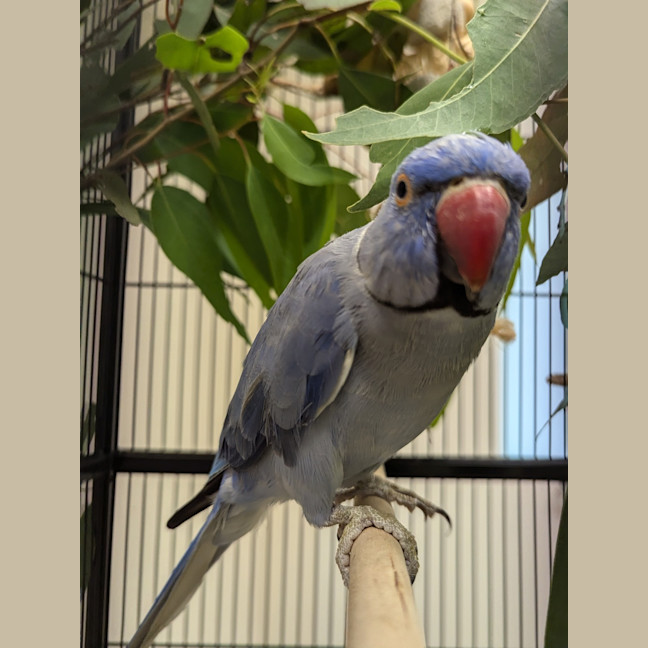 Photo of Sonic