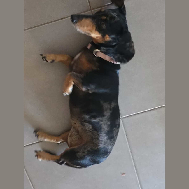 Photo of Ruby & Oreo