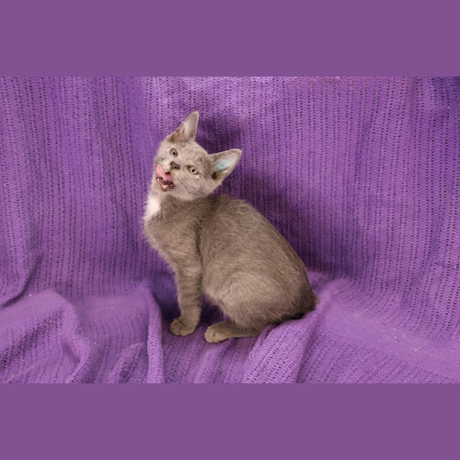 Photo of Tidbit 