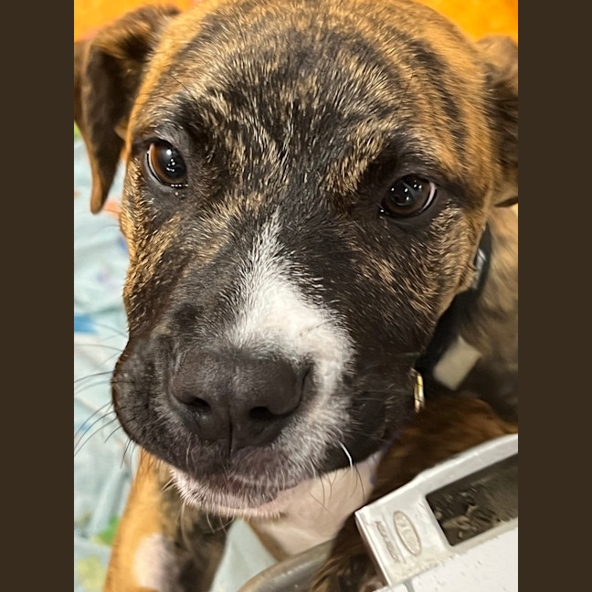 Photo of Diesel