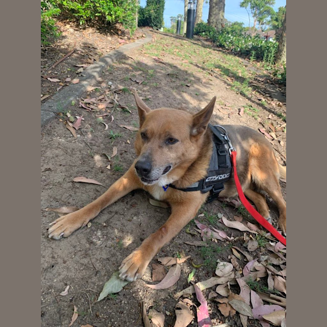 Photo of Meg   8 Year Old Mixed Breed
