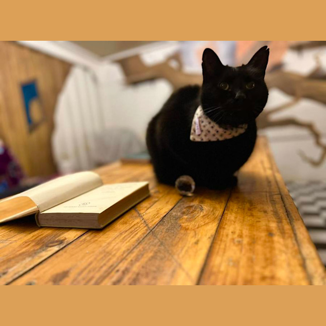 Photo of Buddy & Kitty 